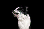 female Border Collie