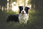 male Border Collie