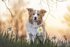 adult Border Collie