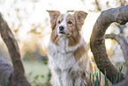 adult Border Collie