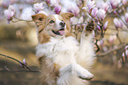 adult Border Collie