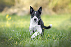 young Border Collie