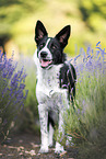 young Border Collie