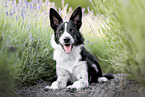 young Border Collie