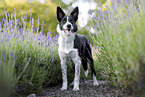 young Border Collie