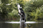 jumping Border Collie