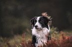 male Border Collie