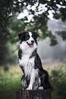 male Border Collie