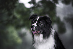 male Border Collie