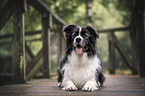 male Border Collie