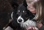 male Border Collie