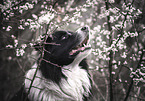 male Border Collie