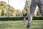 male Border Collie