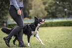 male Border Collie