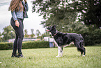 male Border Collie