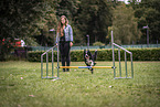 male Border Collie