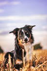 male Border Collie