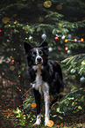 male Border Collie