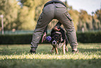 male Border Collie
