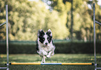 male Border Collie