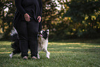 male Border Collie