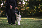 male Border Collie