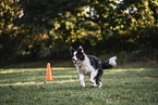 male Border Collie