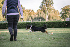 male Border Collie