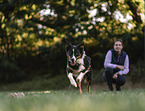 male Border Collie