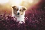 Border Collie puppy