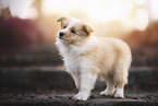 Border Collie puppy