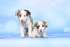 Border Collie Puppies