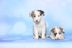 Border Collie Puppies