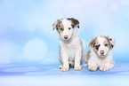 Border Collie Puppies