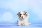 Border Collie Puppy