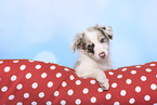 Border Collie Puppy