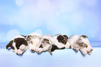 Border Collie Puppies