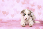 Border Collie Puppy