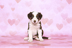 Border Collie Puppy