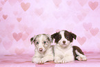 Border Collie Puppies