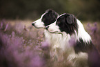 2 Border Collie