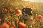 adult Border Collie