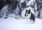 adult Border Collie