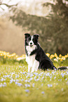 adult Border Collie