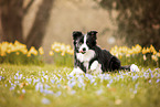 adult Border Collie