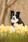 adult Border Collie