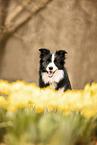 adult Border Collie