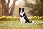 adult Border Collie