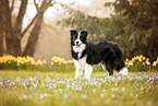 adult Border Collie