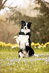 adult Border Collie